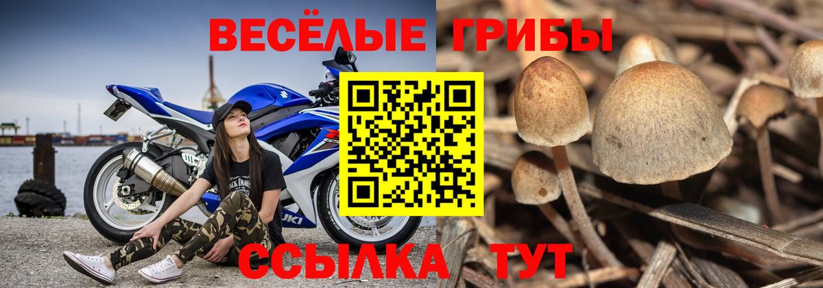 Галлюциногенные грибы Cubensis Луховицы